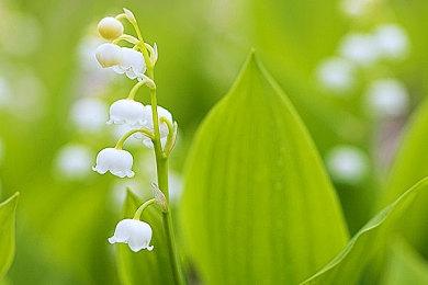 最终幻想16典藏版PS官方免费送！FF16典藏版官方抽奖地址